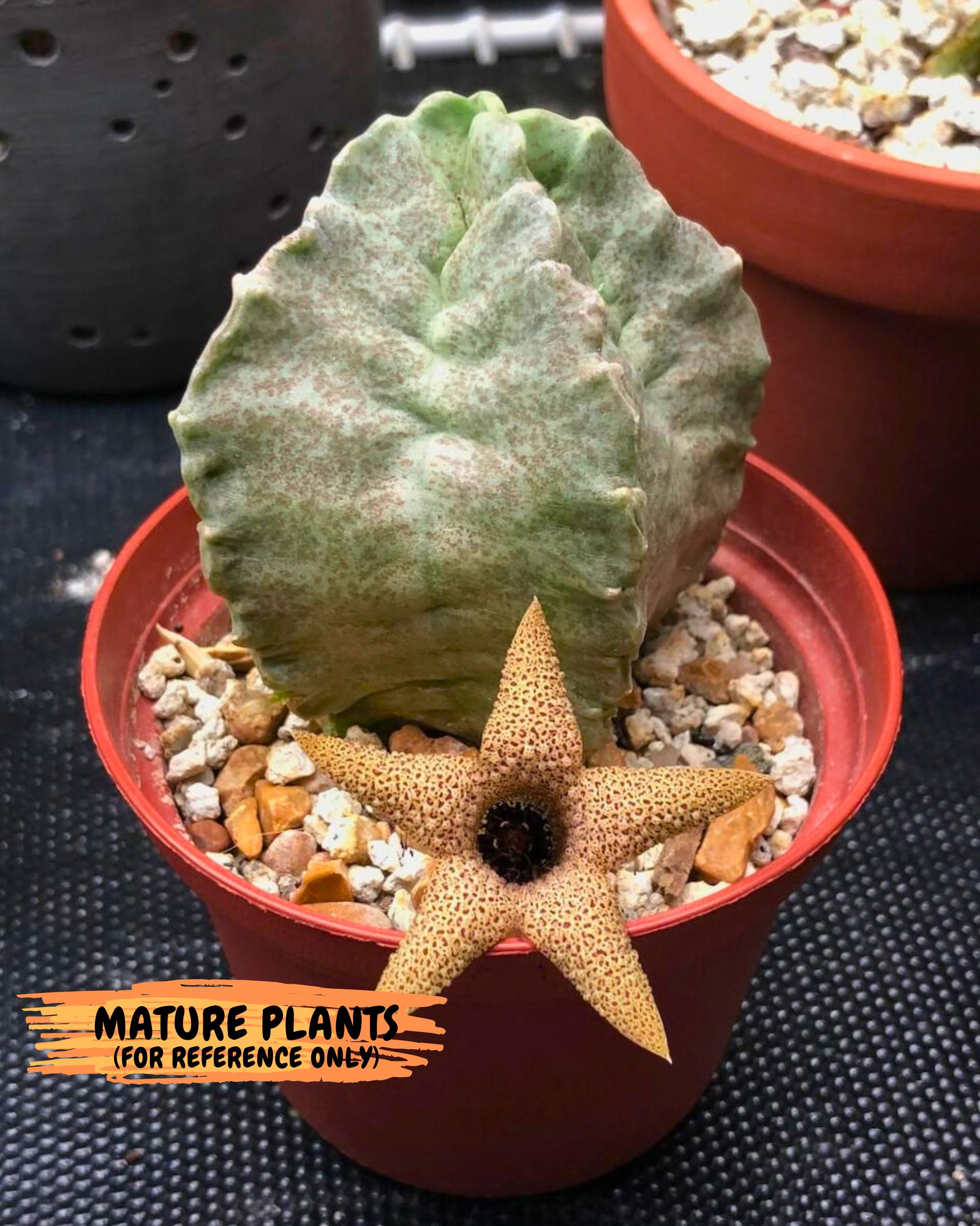 Whitesloanea crassa (5) | Rare House Plants