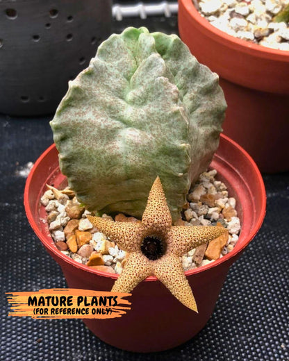 Whitesloanea crassa (5) | Rare House Plants