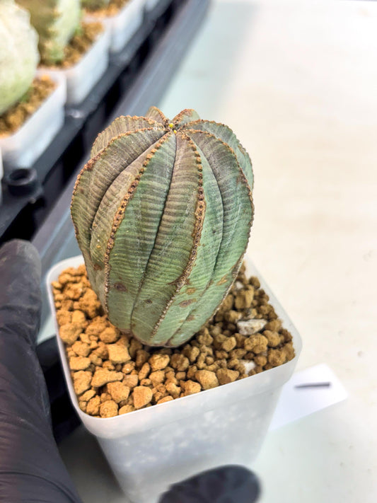 Euphorb Obesa (1) | Newly imported -March