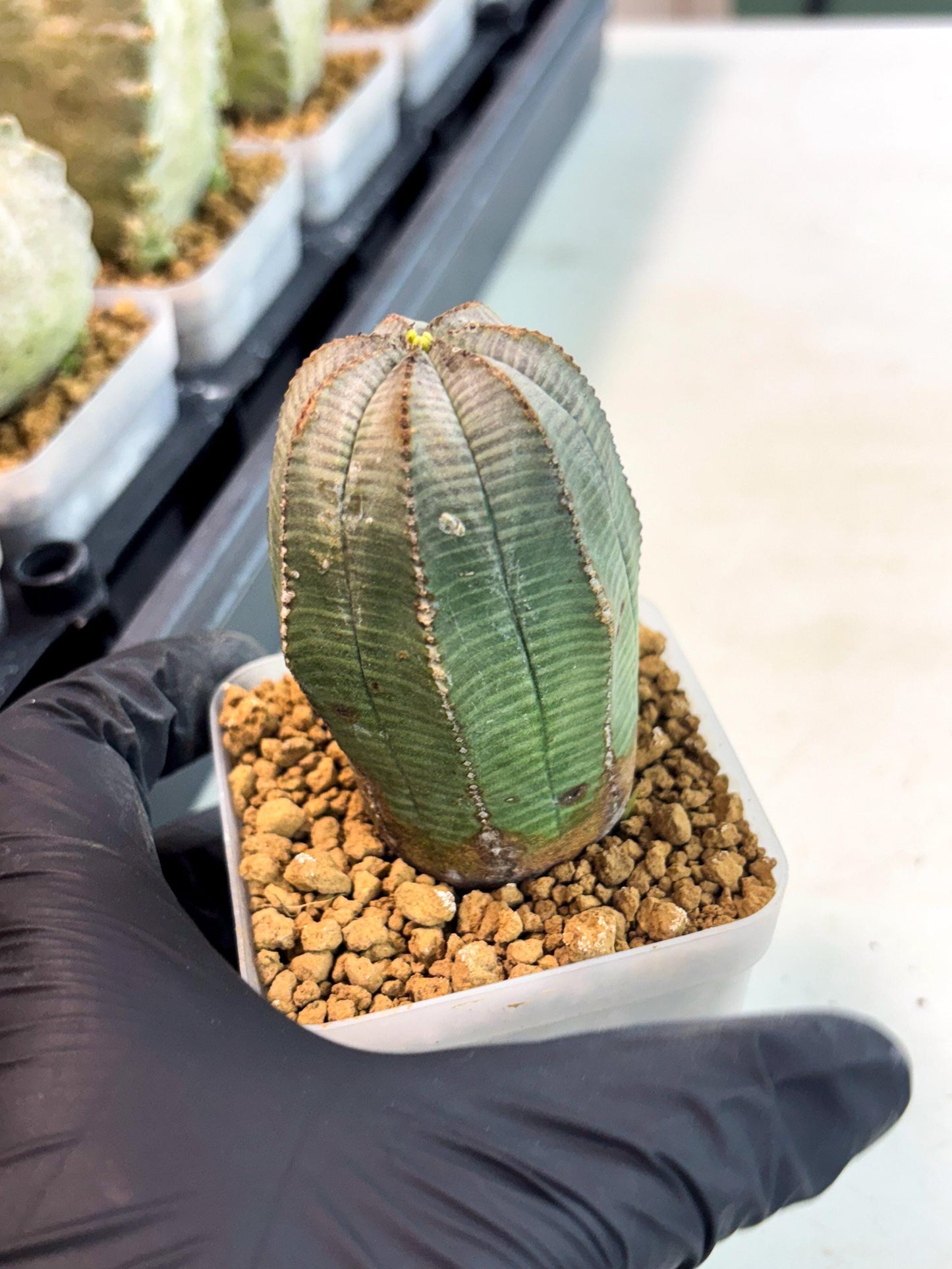Euphorb Obesa (2) | Newly imported -March