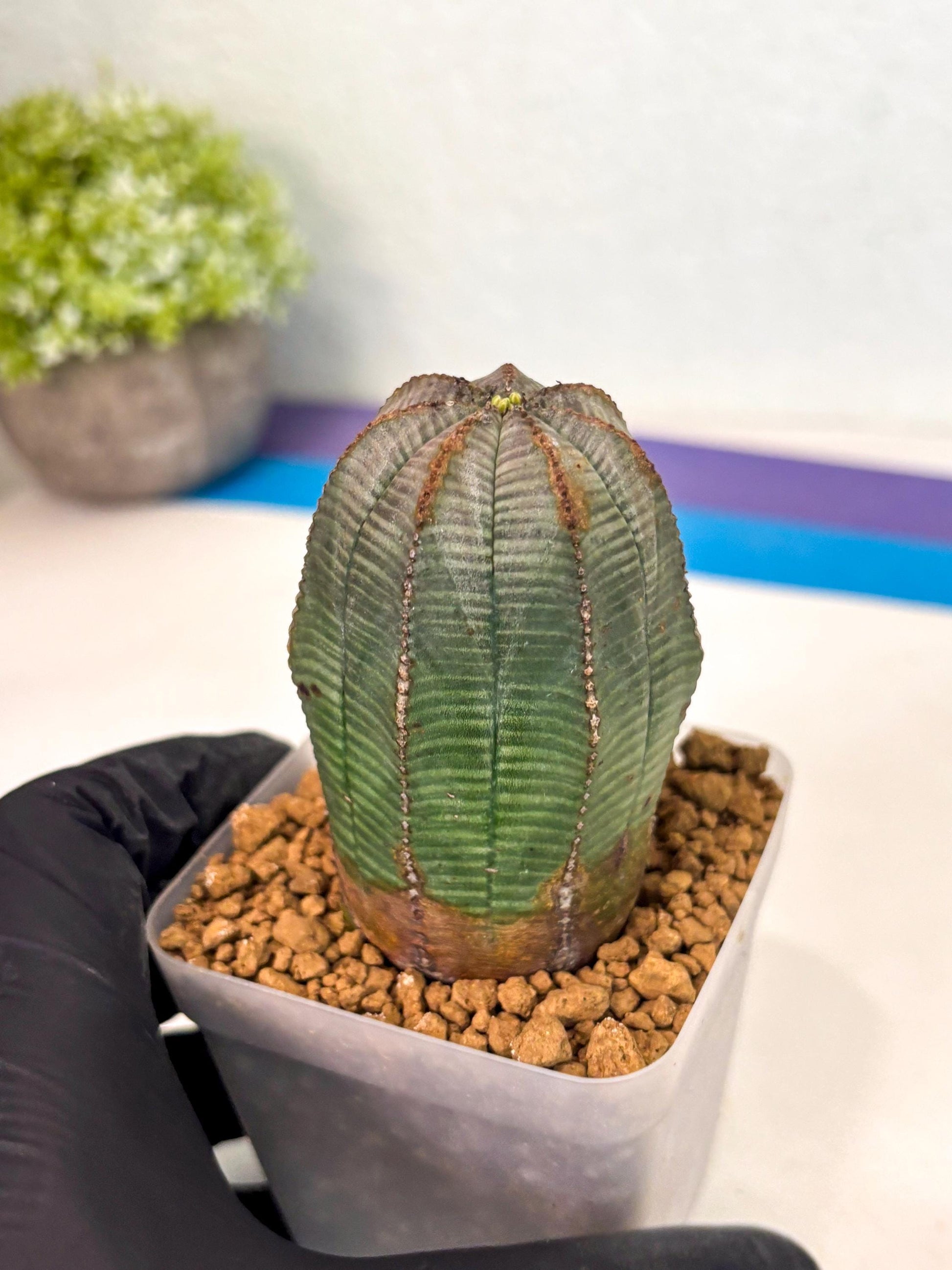 Euphorb Obesa (2) | Newly imported -March