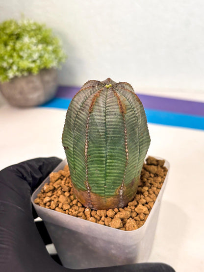 Euphorb Obesa (2) | Newly imported -March