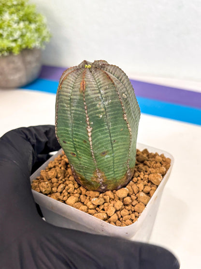Euphorb Obesa (2) | Newly imported -March