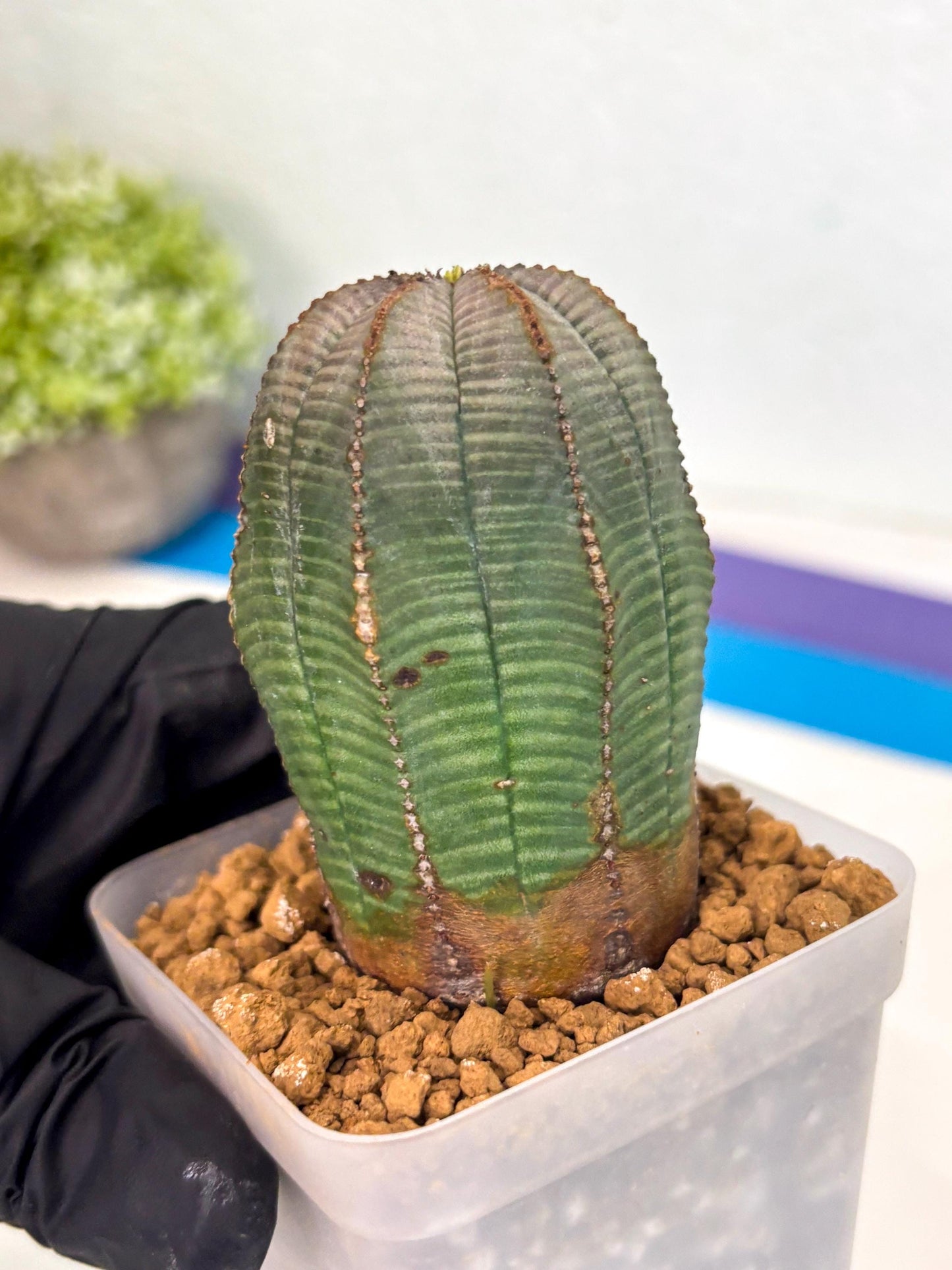 Euphorb Obesa (2) | Newly imported -March