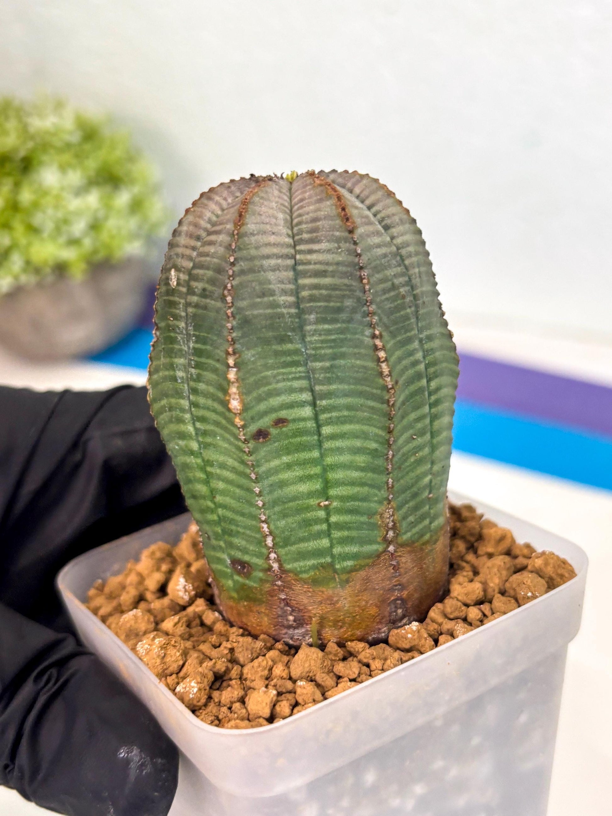 Euphorb Obesa (2) | Newly imported -March