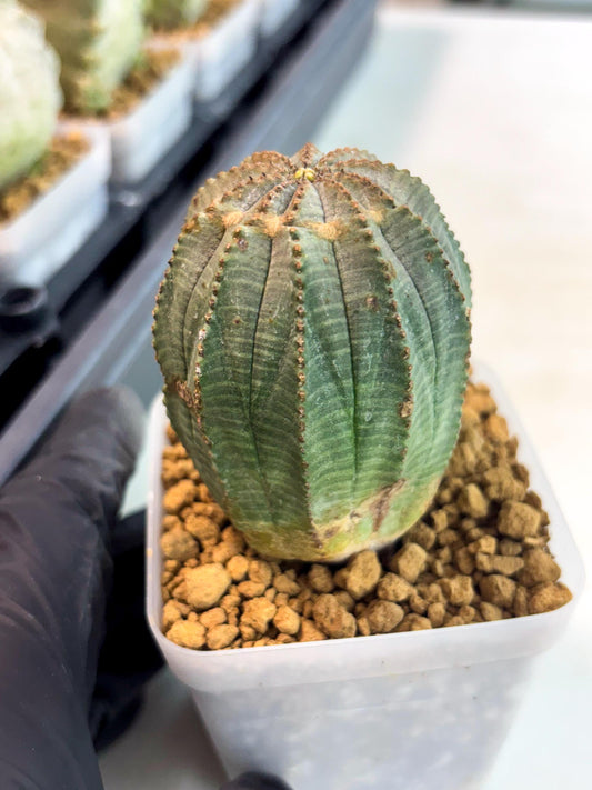 Euphorb Obesa (3) | Newly imported -March