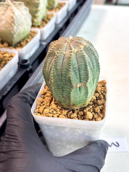 Euphorb Obesa (3) | Newly imported -March