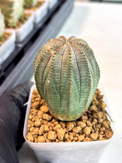 Euphorb Obesa (3) | Newly imported -March