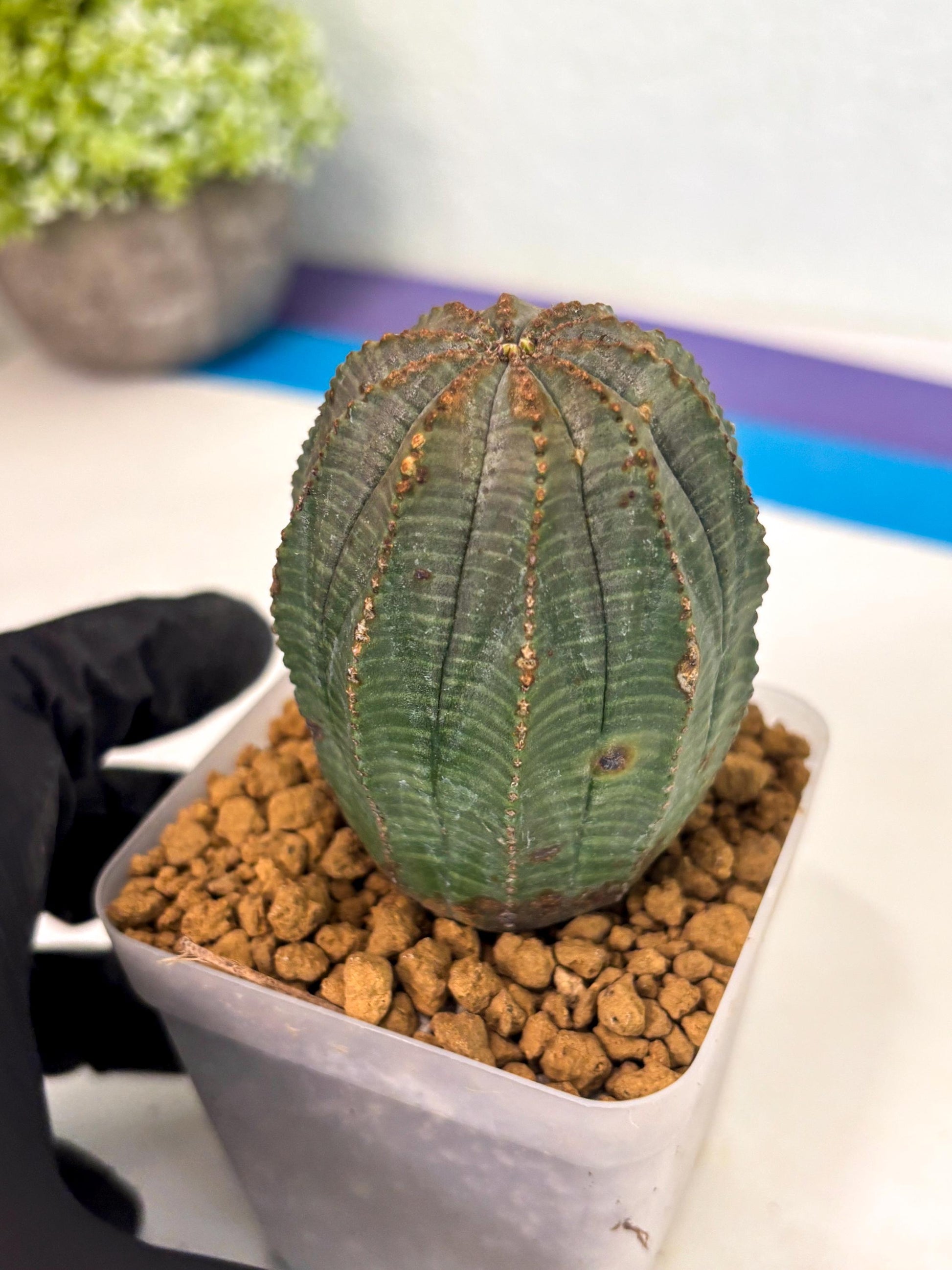 Euphorb Obesa (3) | Newly imported -March