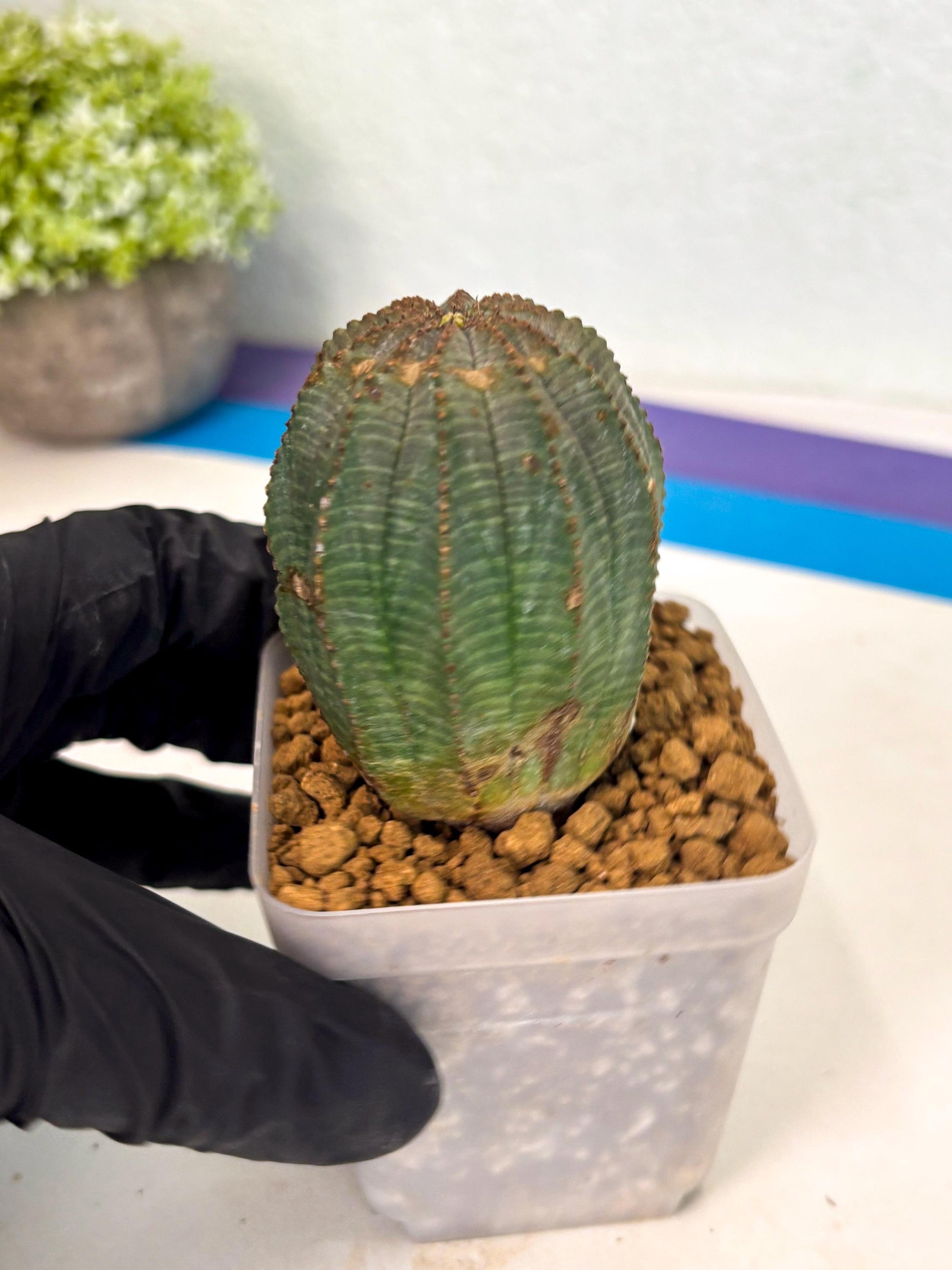 Euphorb Obesa (3) | Newly imported -March