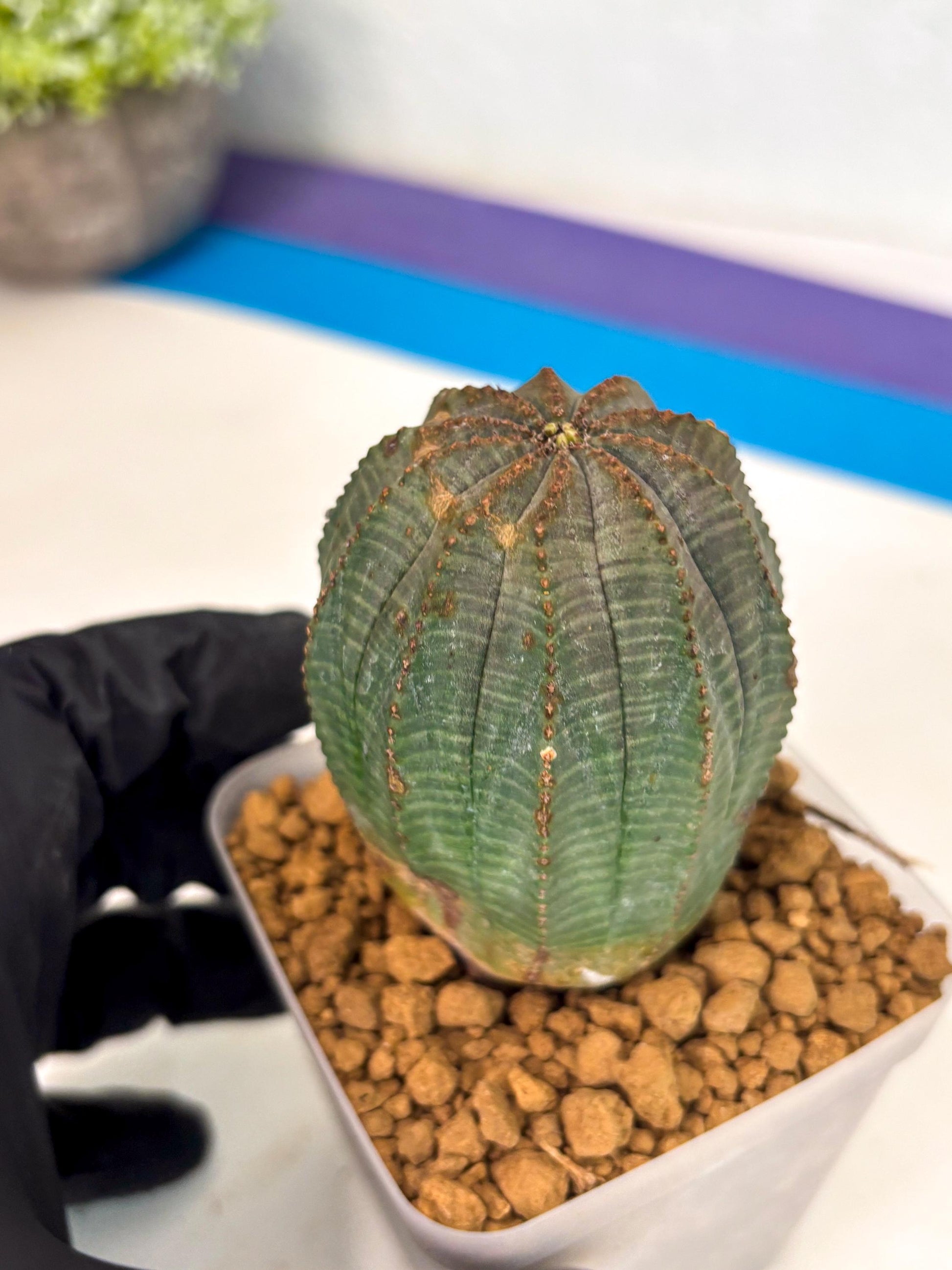 Euphorb Obesa (3) | Newly imported -March
