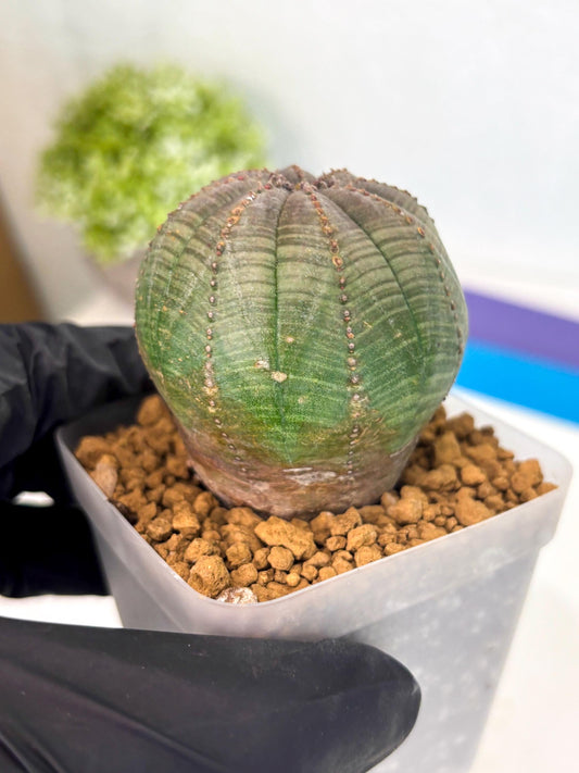 Euphorb Obesa (4) | Newly imported -March