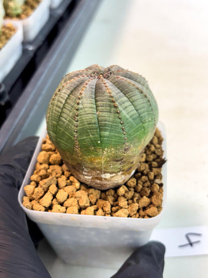 Euphorb Obesa (4) | Newly imported -March
