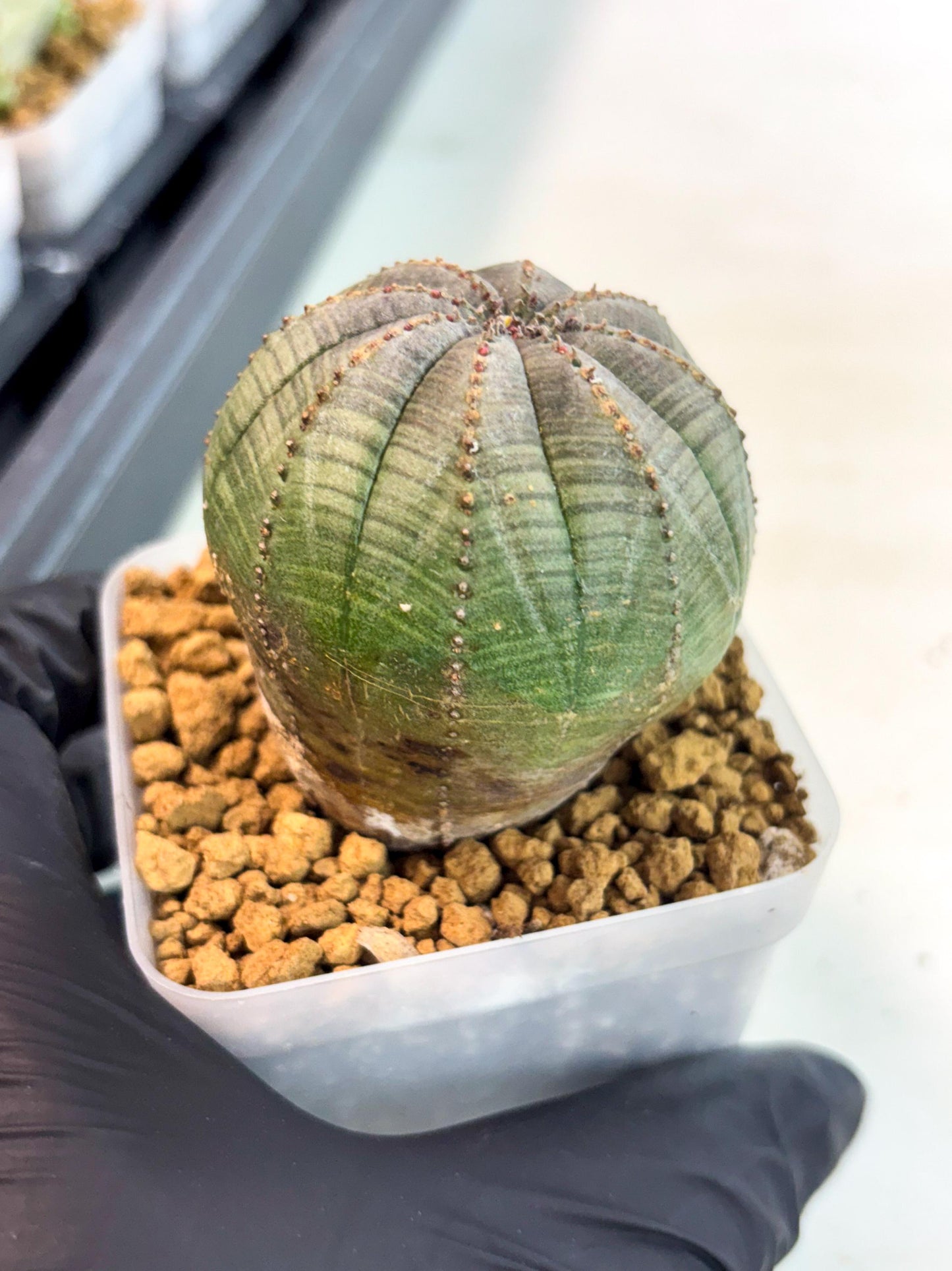 Euphorb Obesa (4) | Newly imported -March