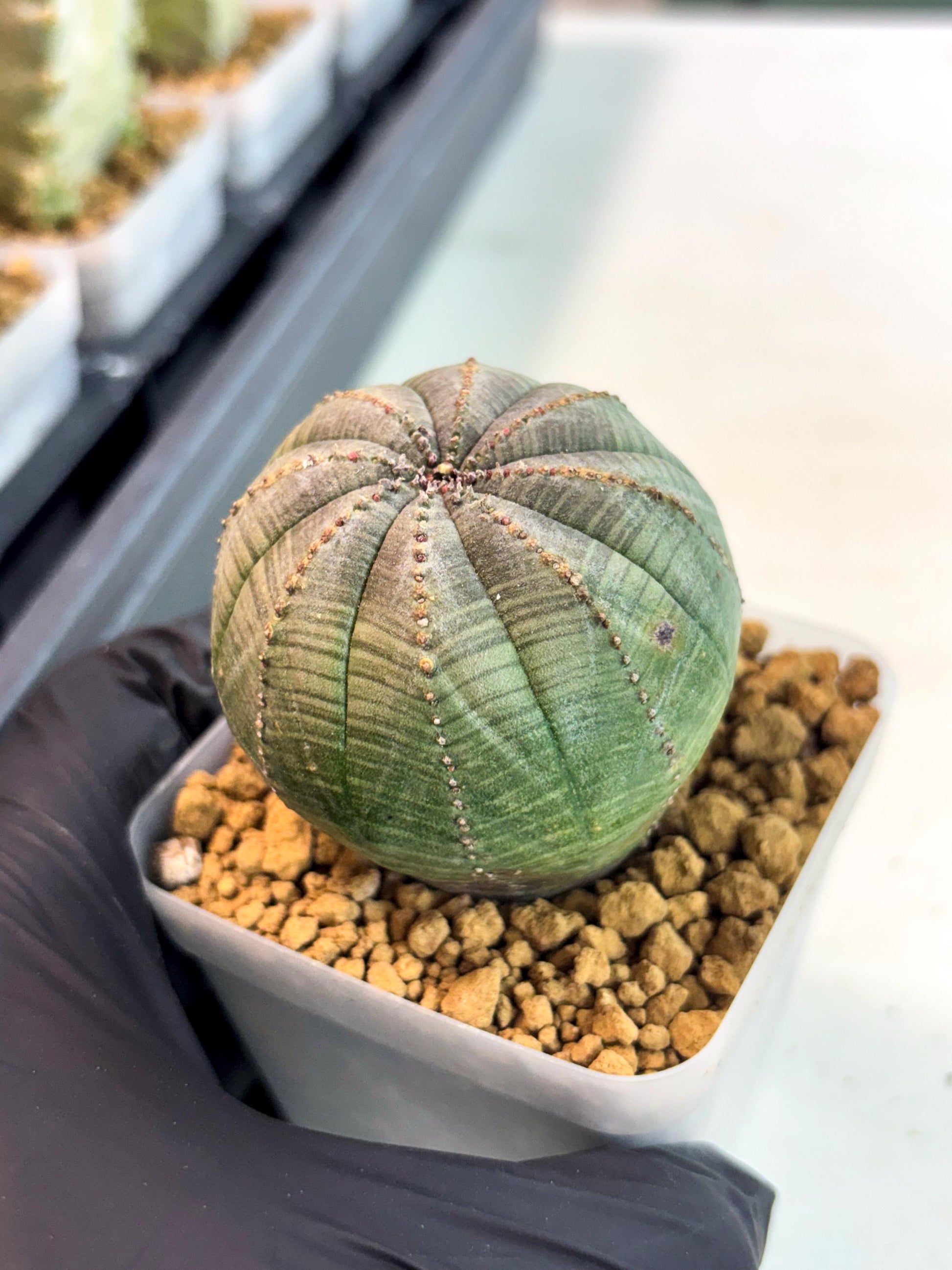 Euphorb Obesa (4) | Newly imported -March