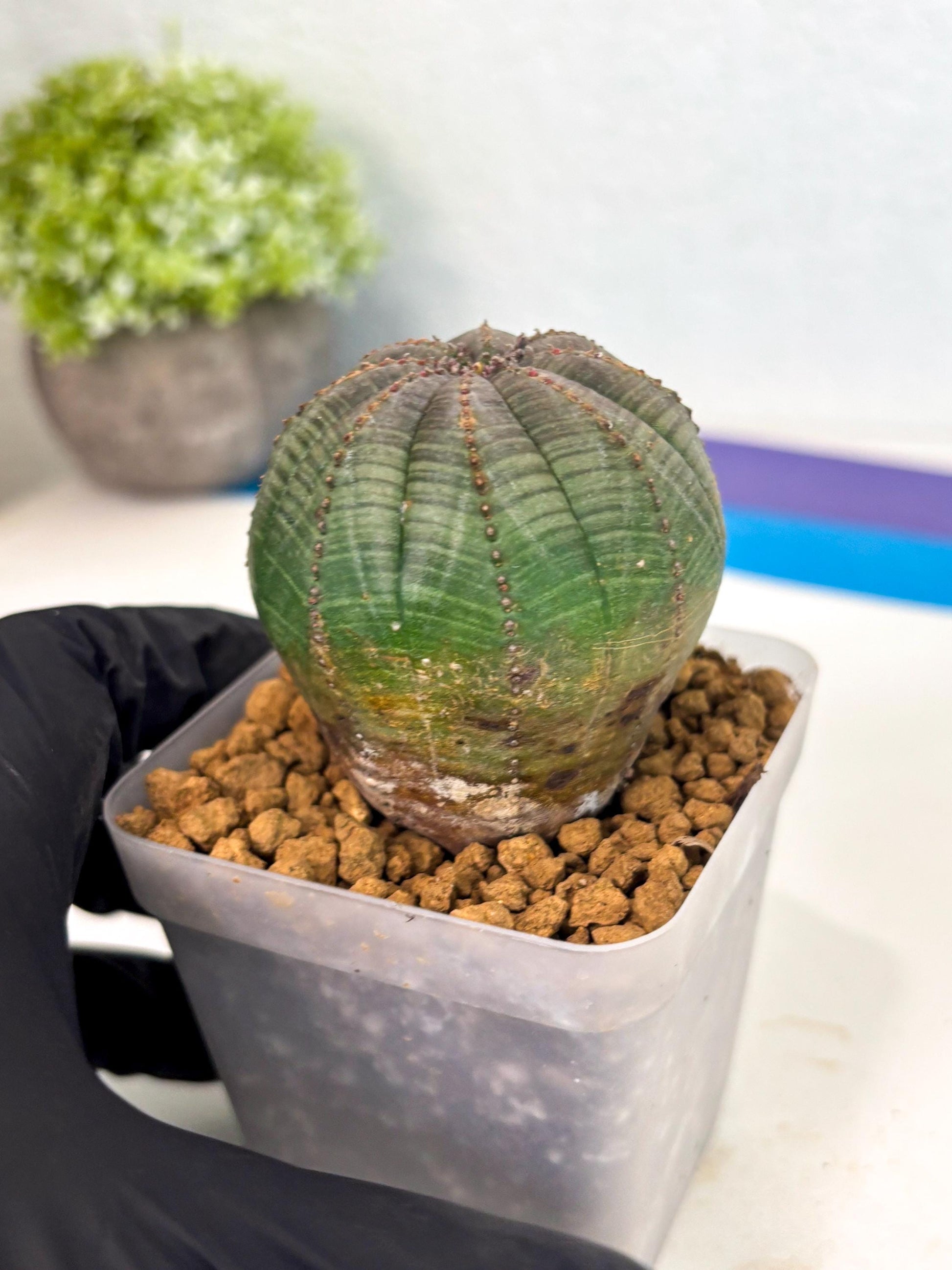 Euphorb Obesa (4) | Newly imported -March