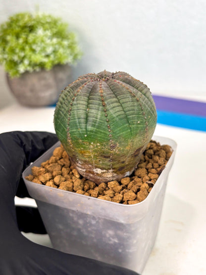 Euphorb Obesa (4) | Newly imported -March