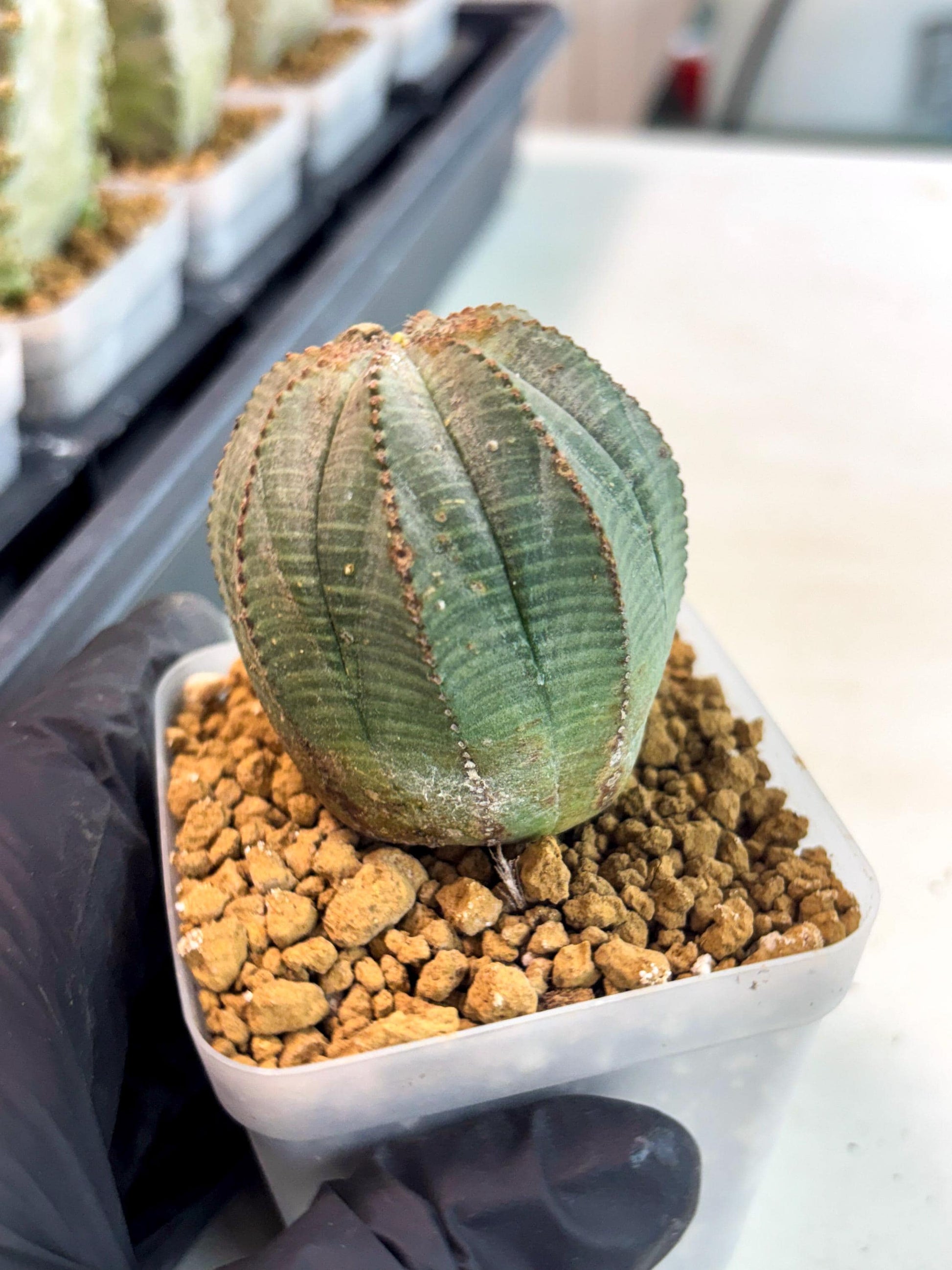 Euphorb Obesa (6) | Newly imported -March