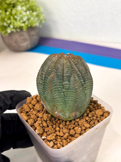 Euphorb Obesa (6) | Newly imported -March