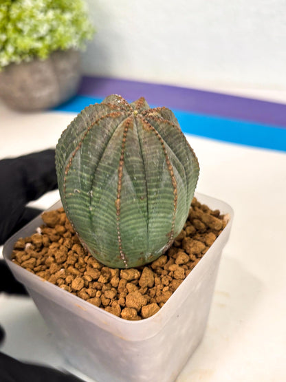 Euphorb Obesa (6) | Newly imported -March