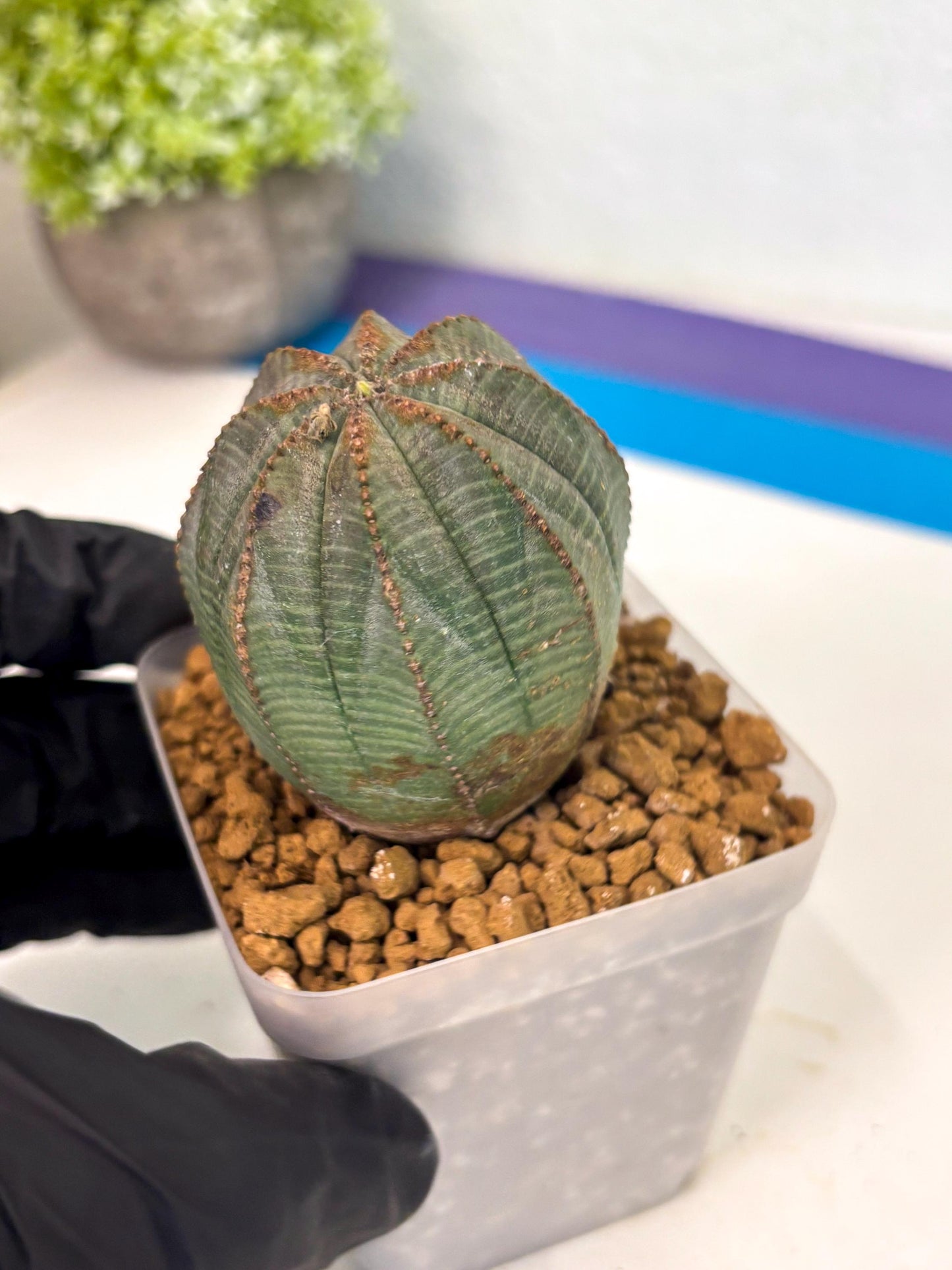 Euphorb Obesa (6) | Newly imported -March
