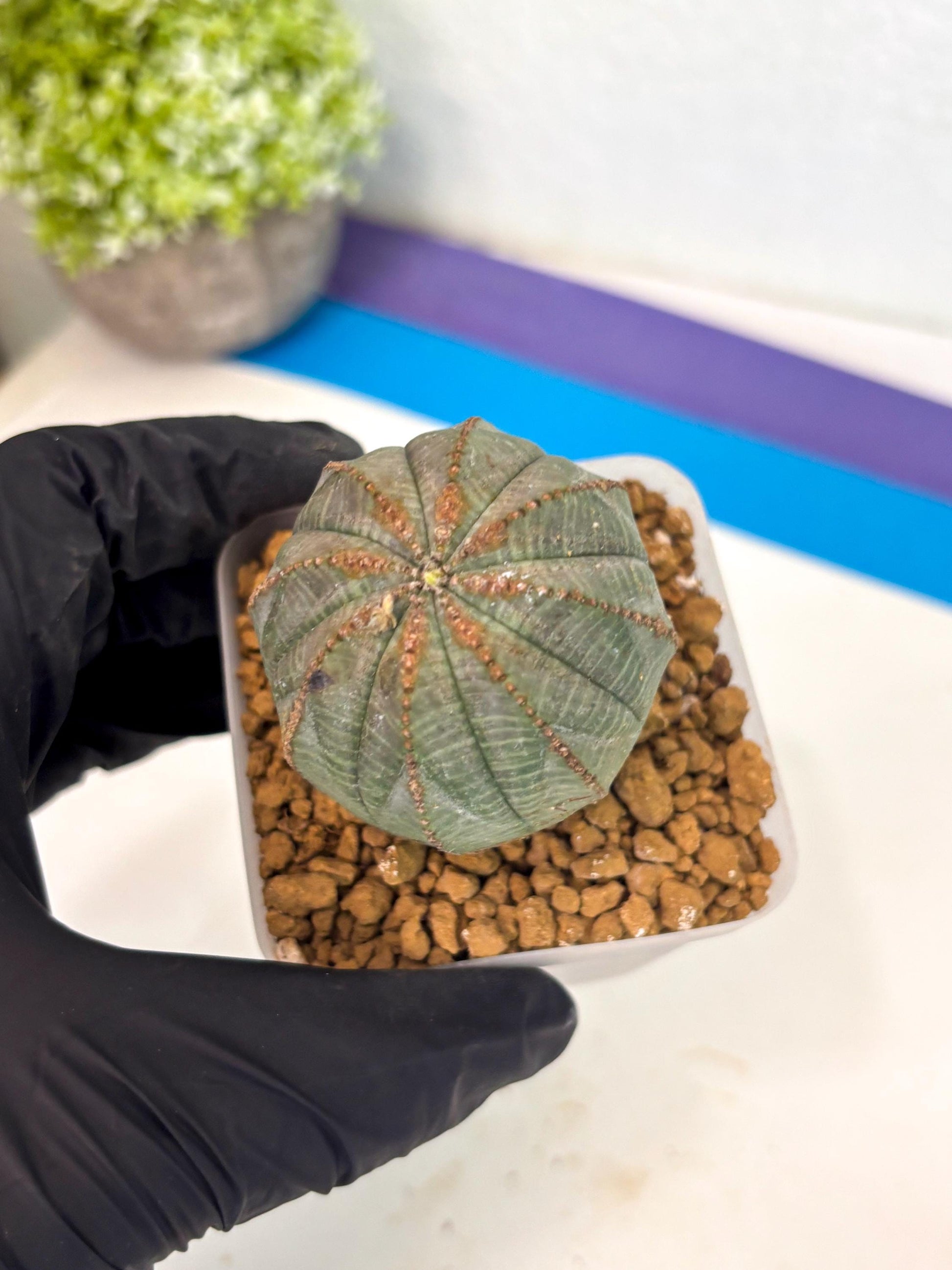 Euphorb Obesa (6) | Newly imported -March