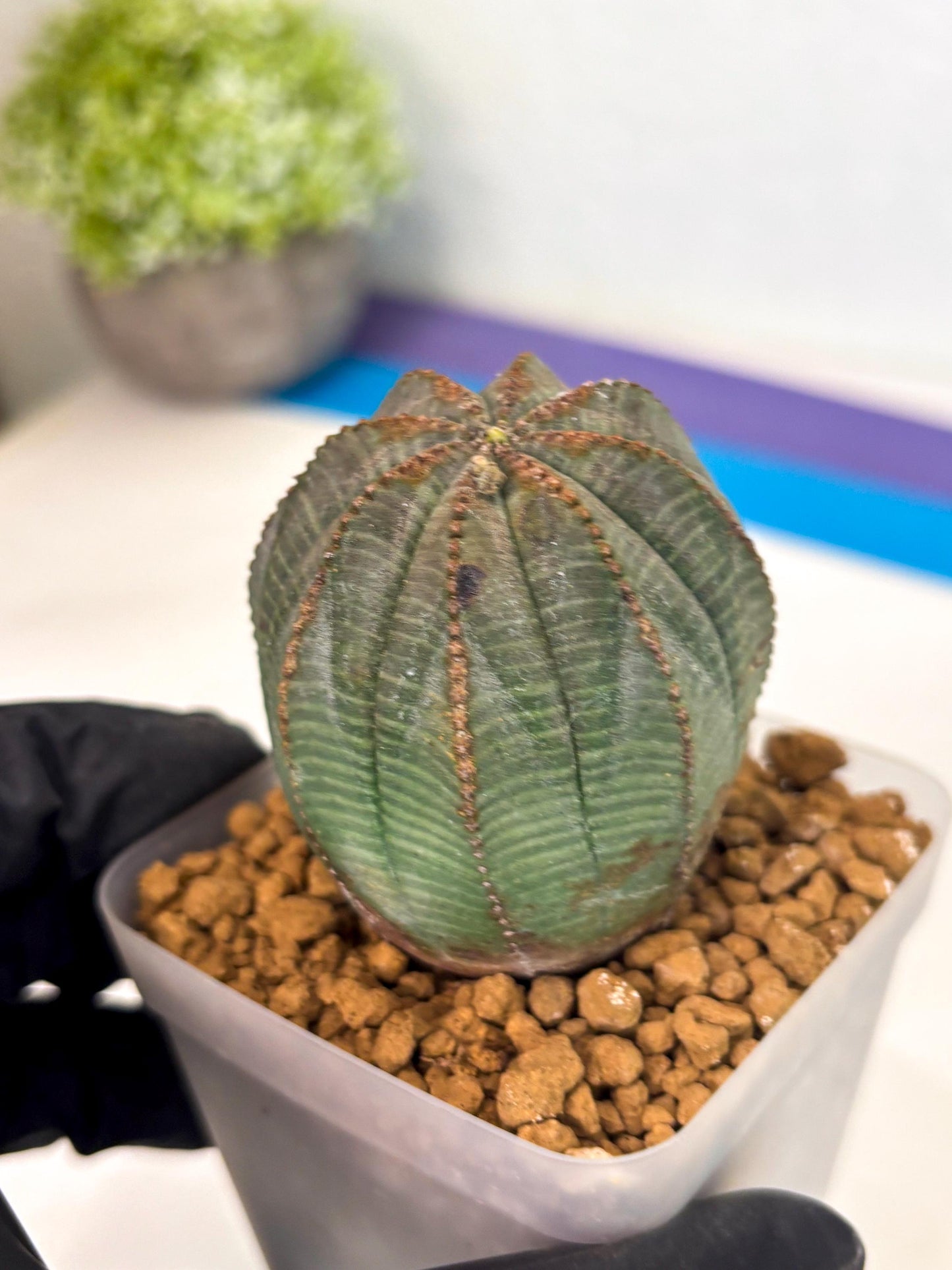 Euphorb Obesa (6) | Newly imported -March