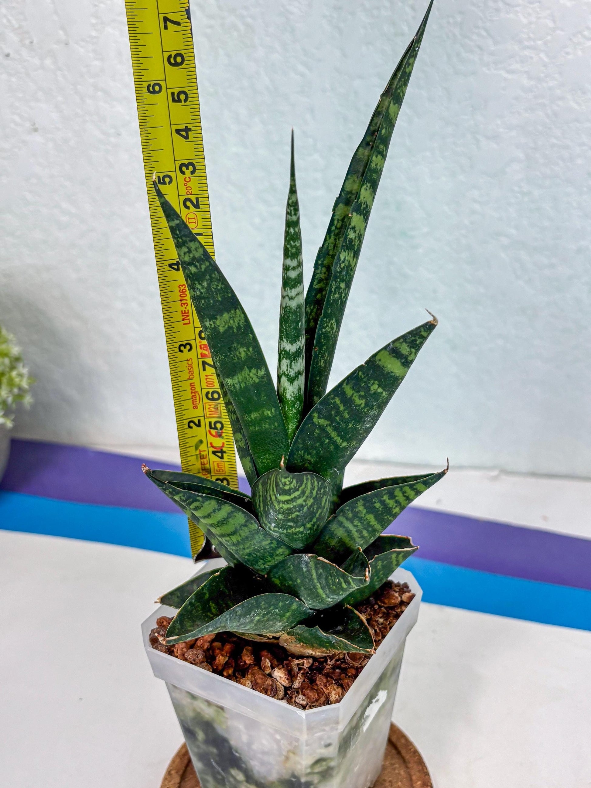 Sansevieria Motomo x Boncel (Ha1) () | Imported
