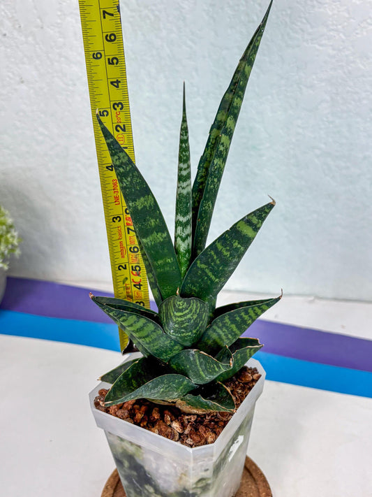Sansevieria Motomo x Boncel (Ha1) () | Imported