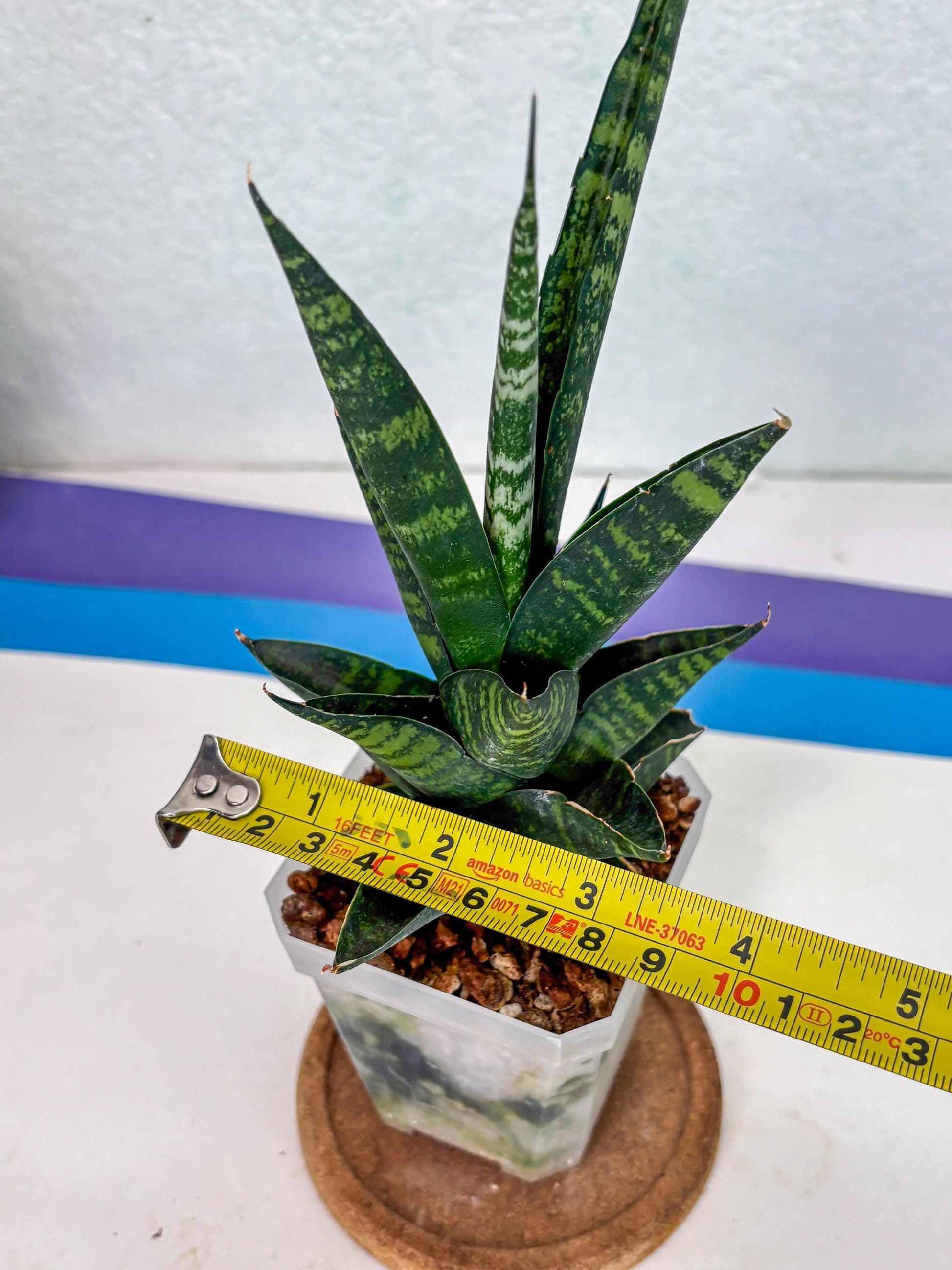Sansevieria Motomo x Boncel (Ha1) () | Imported