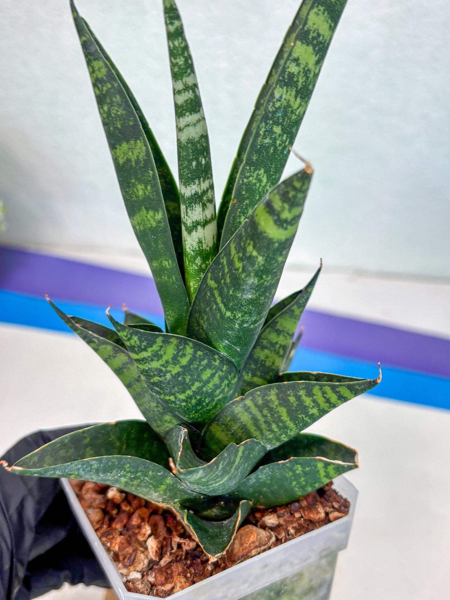 Sansevieria Motomo x Boncel (Ha1) () | Imported