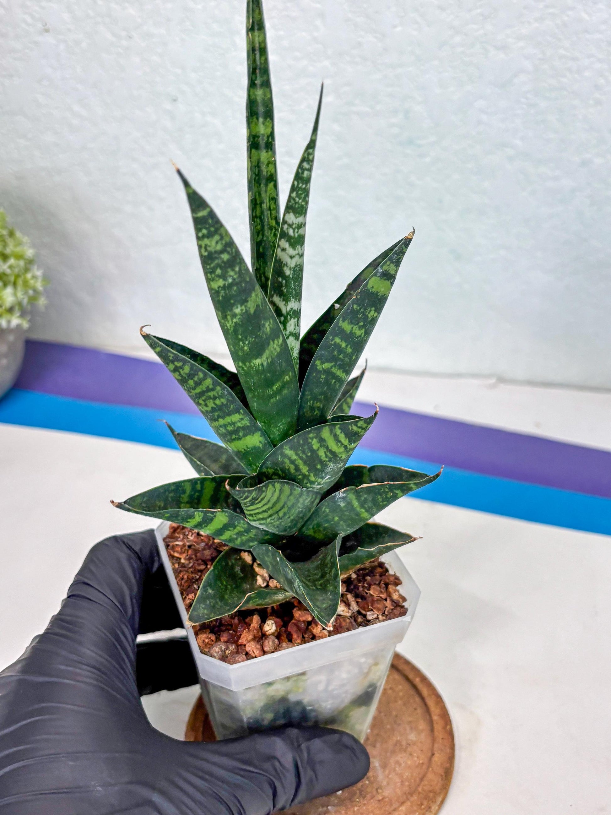 Sansevieria Motomo x Boncel (Ha1) () | Imported