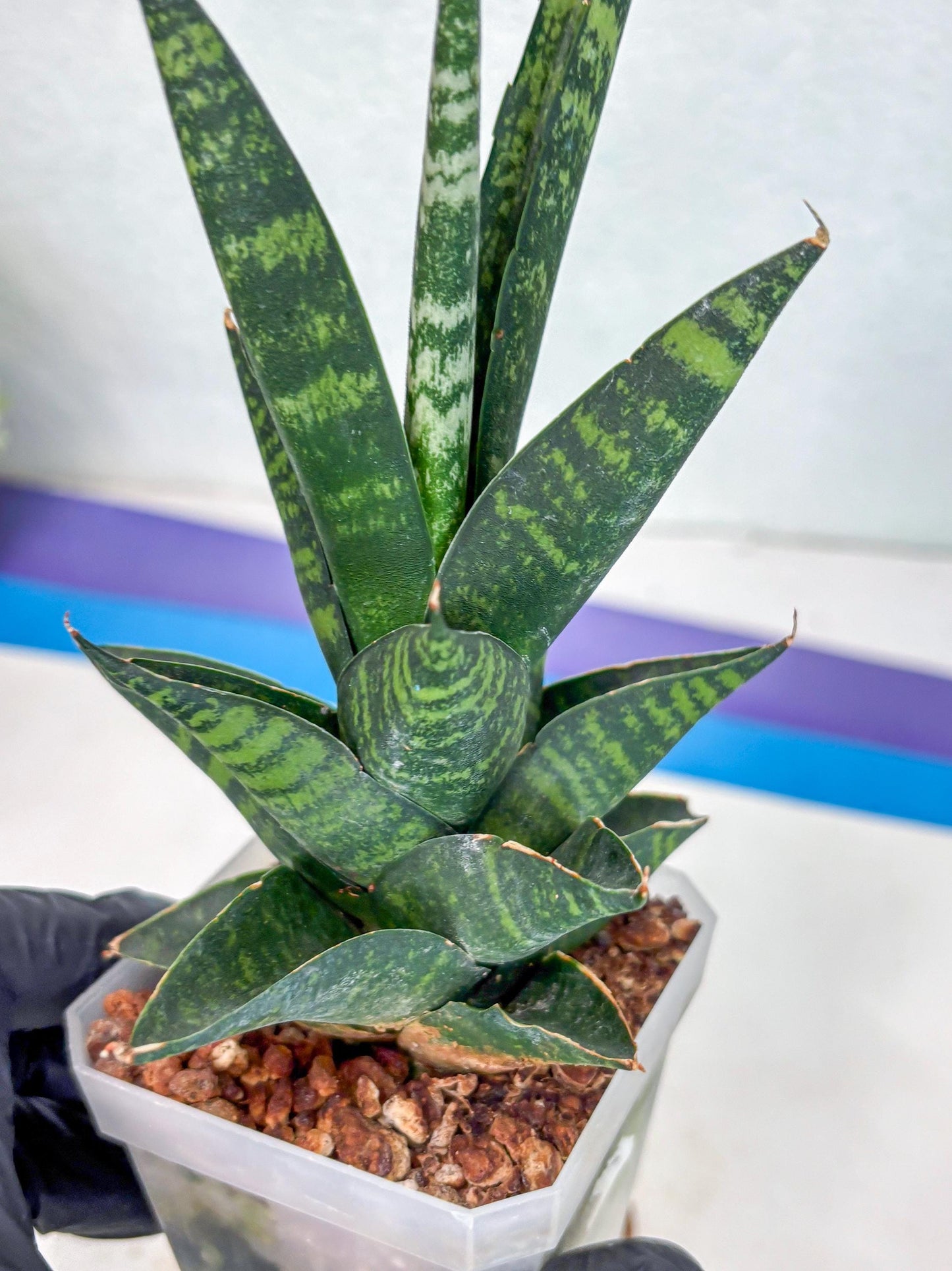 Sansevieria Motomo x Boncel (Ha1) () | Imported