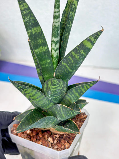Sansevieria Motomo x Boncel (Ha1) () | Imported