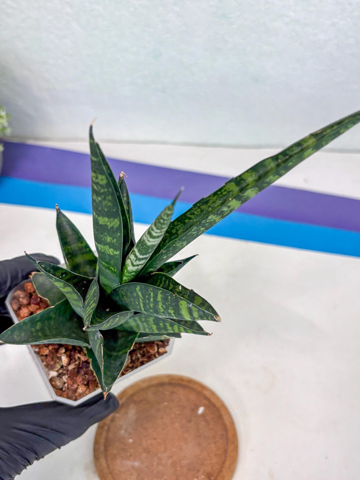 Sansevieria Motomo x Boncel (Ha1) () | Imported