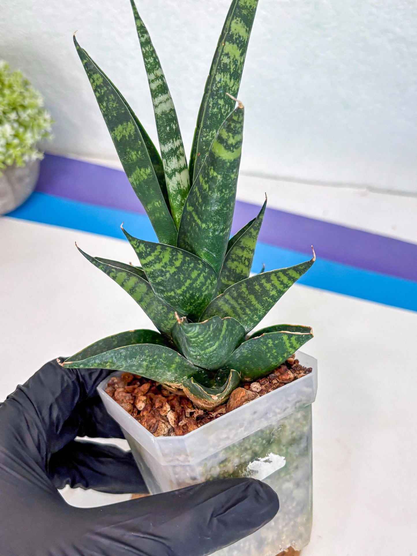 Sansevieria Motomo x Boncel (Ha1) () | Imported