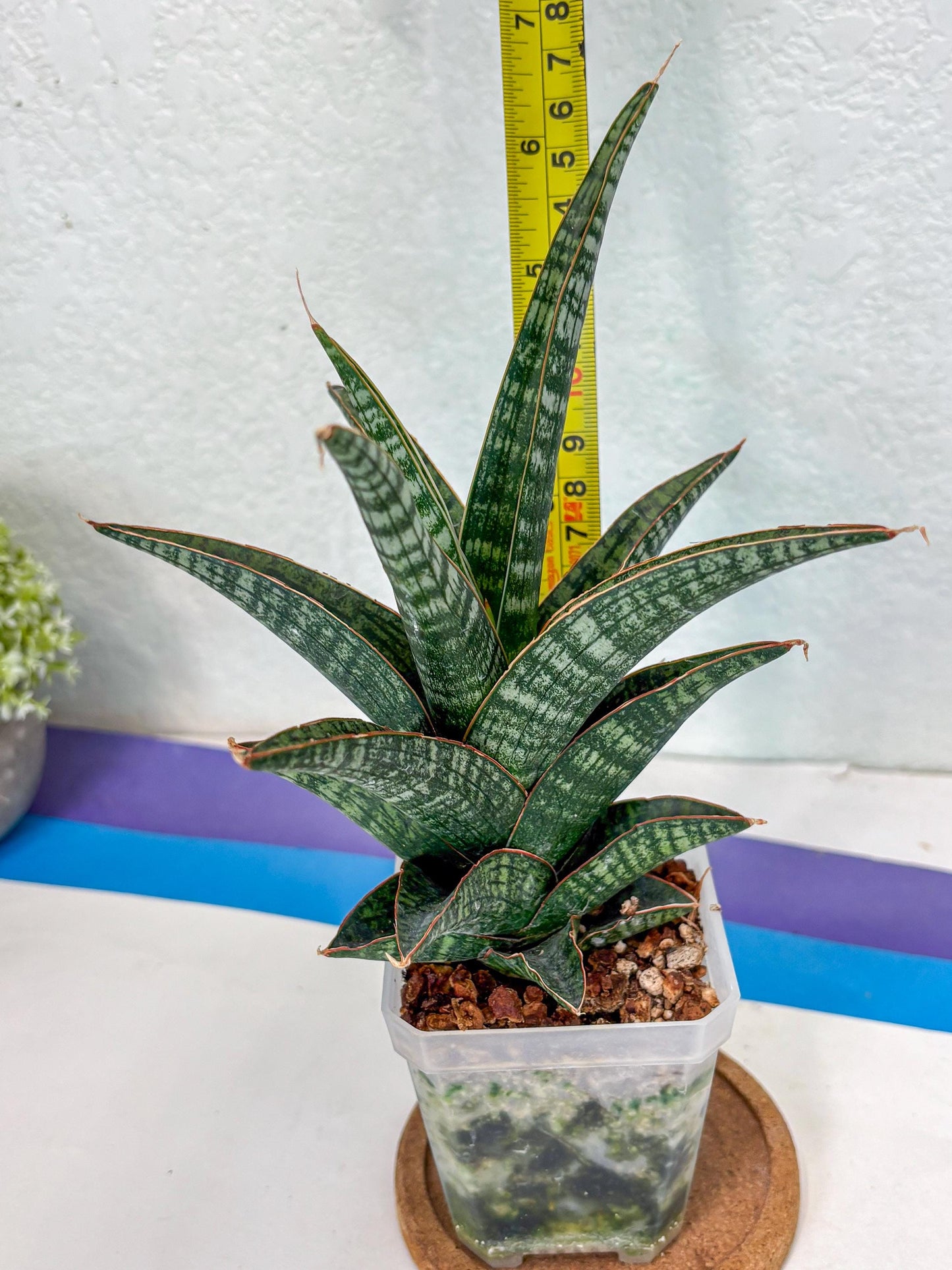 Sansevieria Samosir (Ha1) (7) | Imported