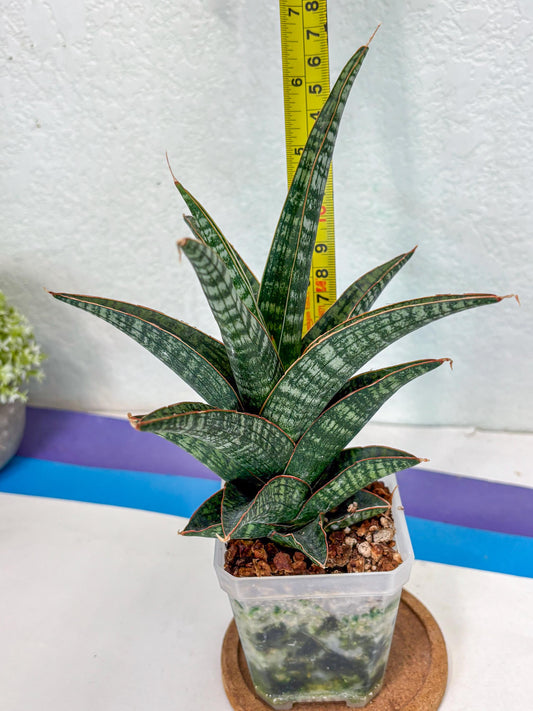 Sansevieria Samosir (Ha1) (7) | Imported