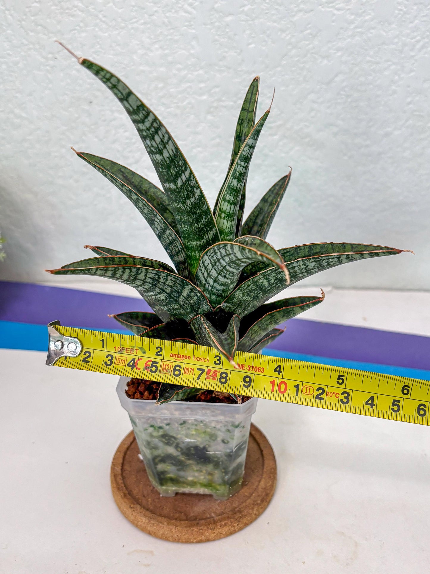 Sansevieria Samosir (Ha1) (7) | Imported