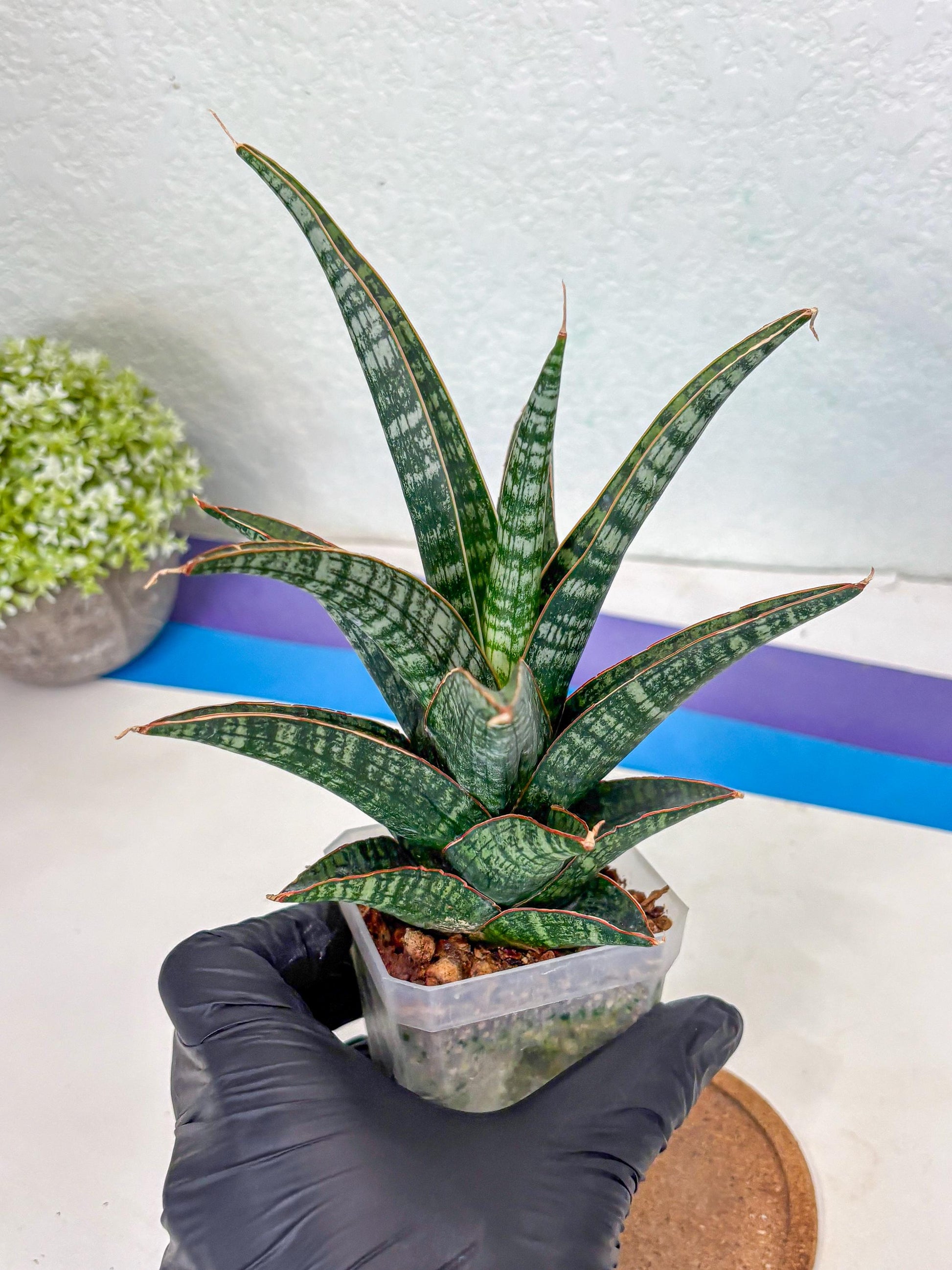 Sansevieria Samosir (Ha1) (7) | Imported