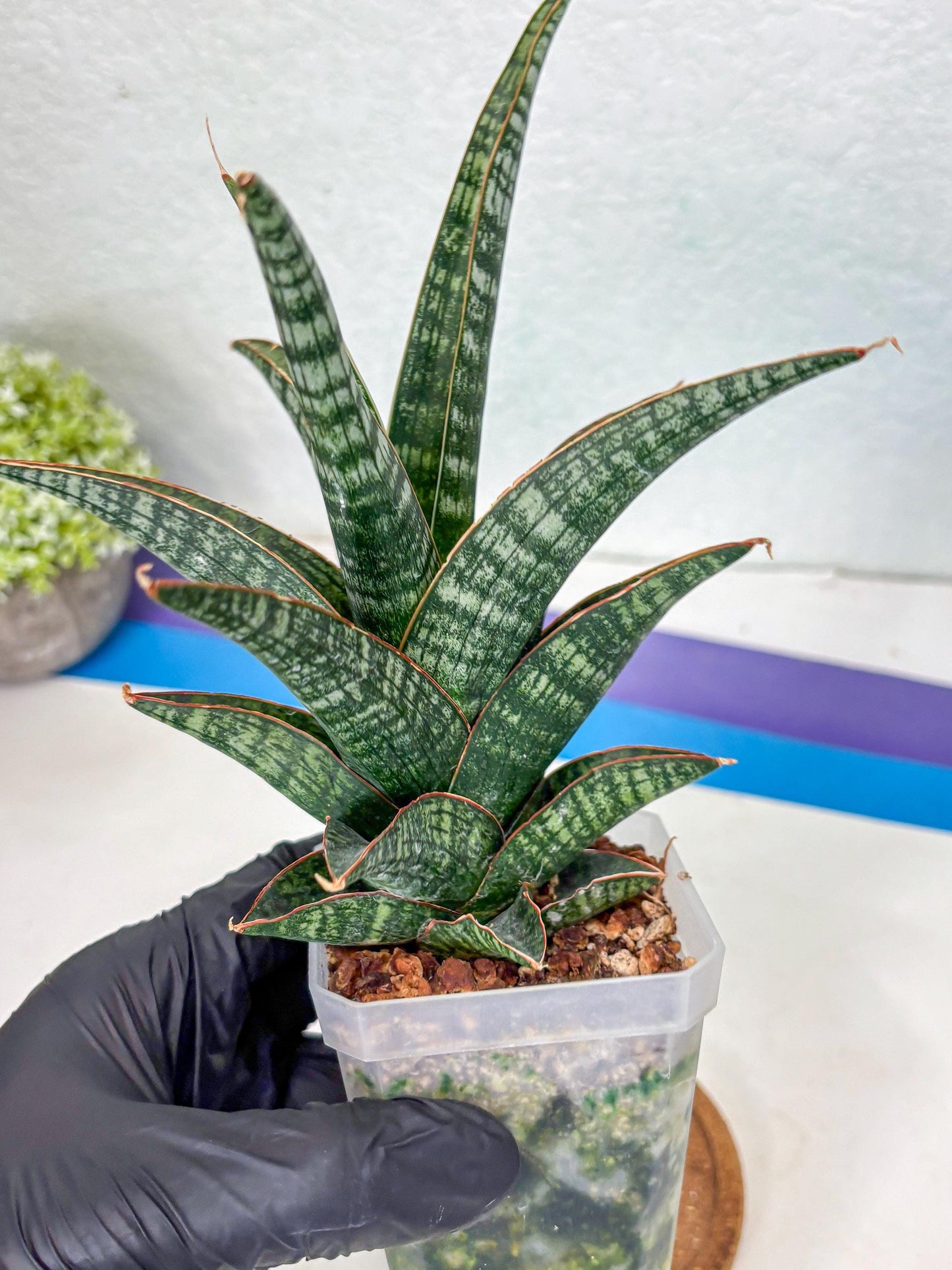 Sansevieria Samosir (Ha1) (7) | Imported
