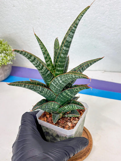 Sansevieria Samosir (Ha1) (7) | Imported