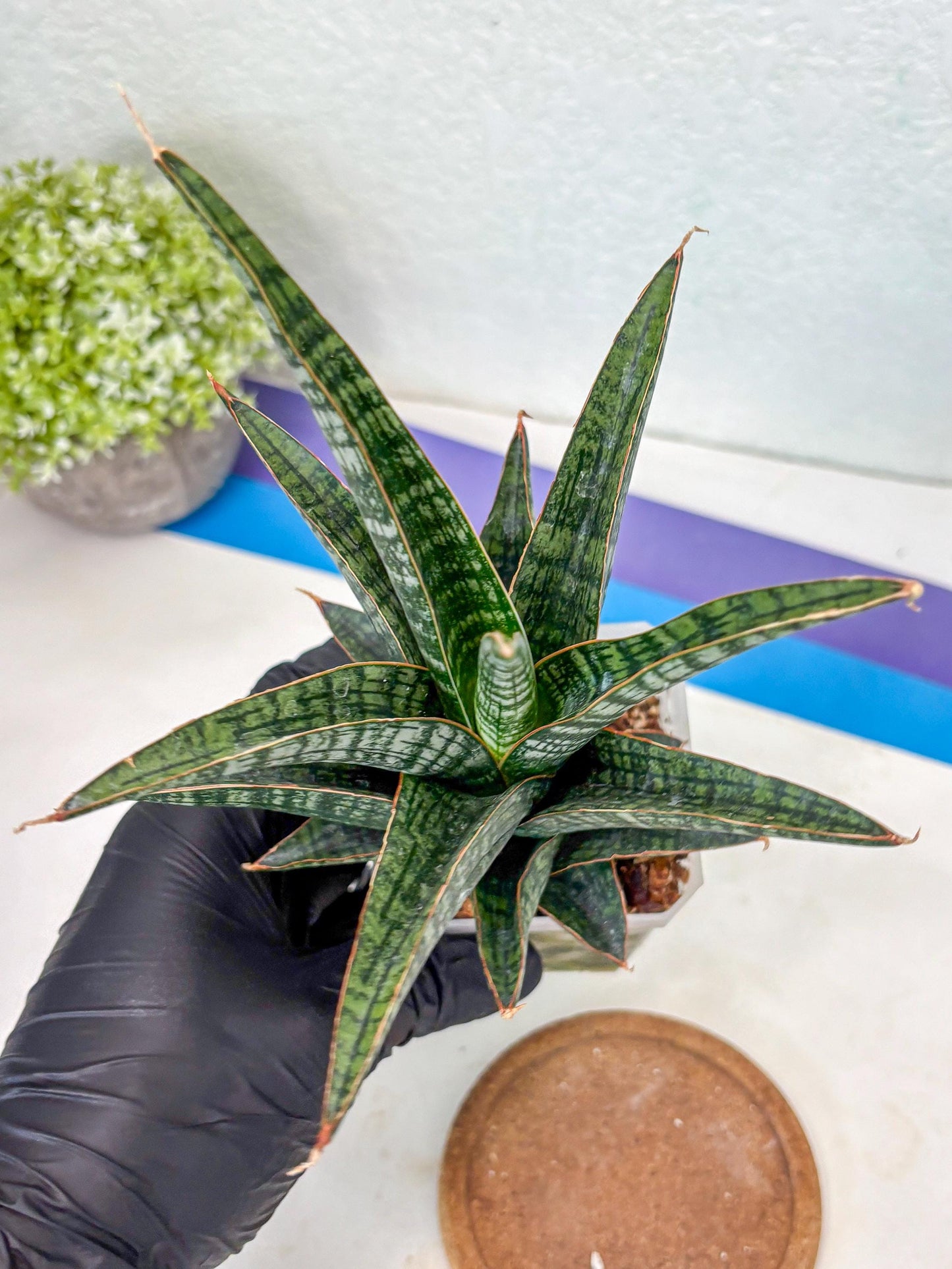 Sansevieria Samosir (Ha1) (7) | Imported