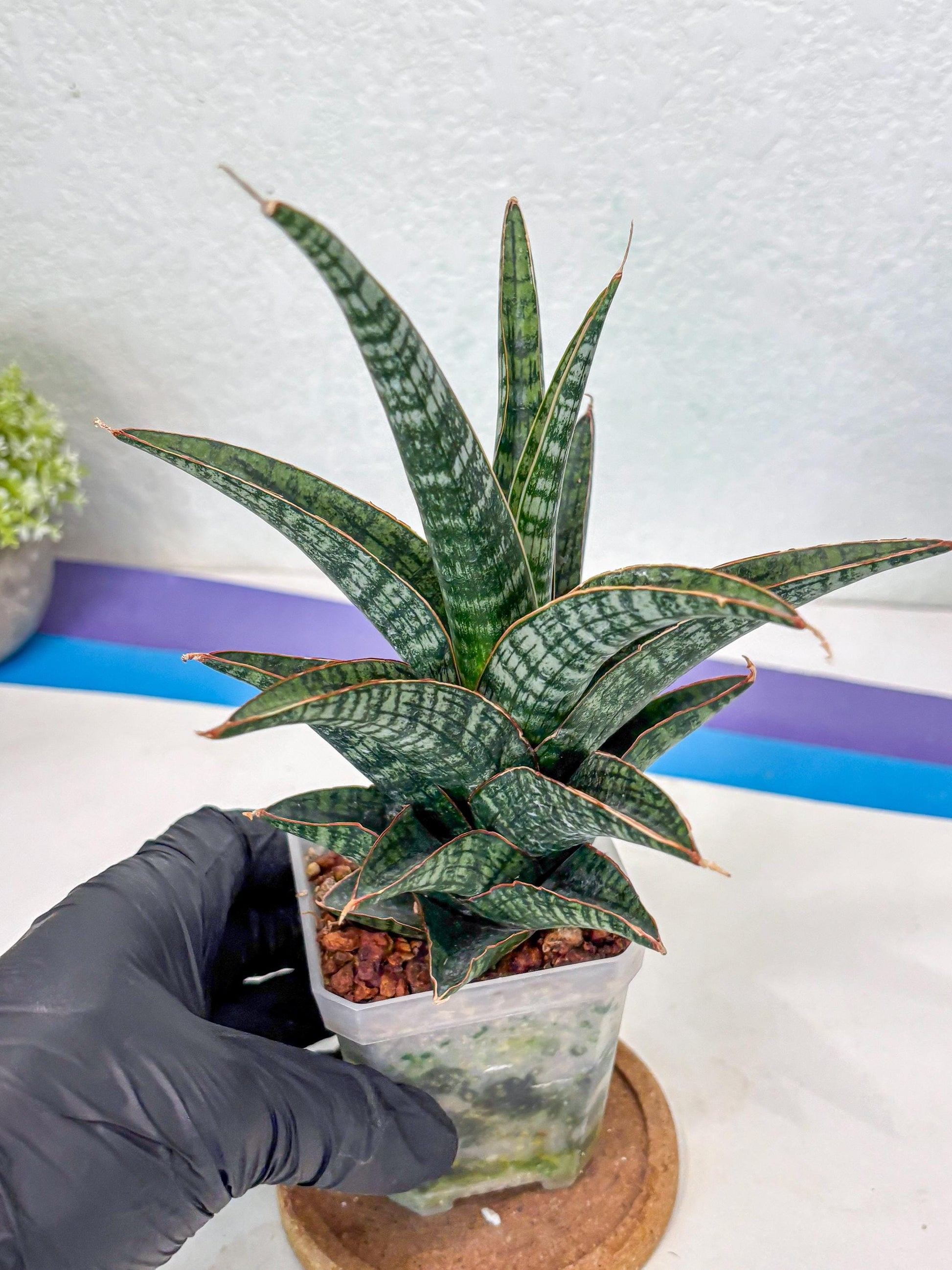 Sansevieria Samosir (Ha1) (7) | Imported