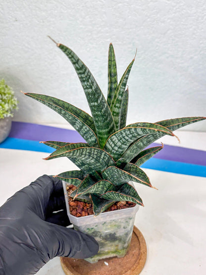 Sansevieria Samosir (Ha1) (7) | Imported