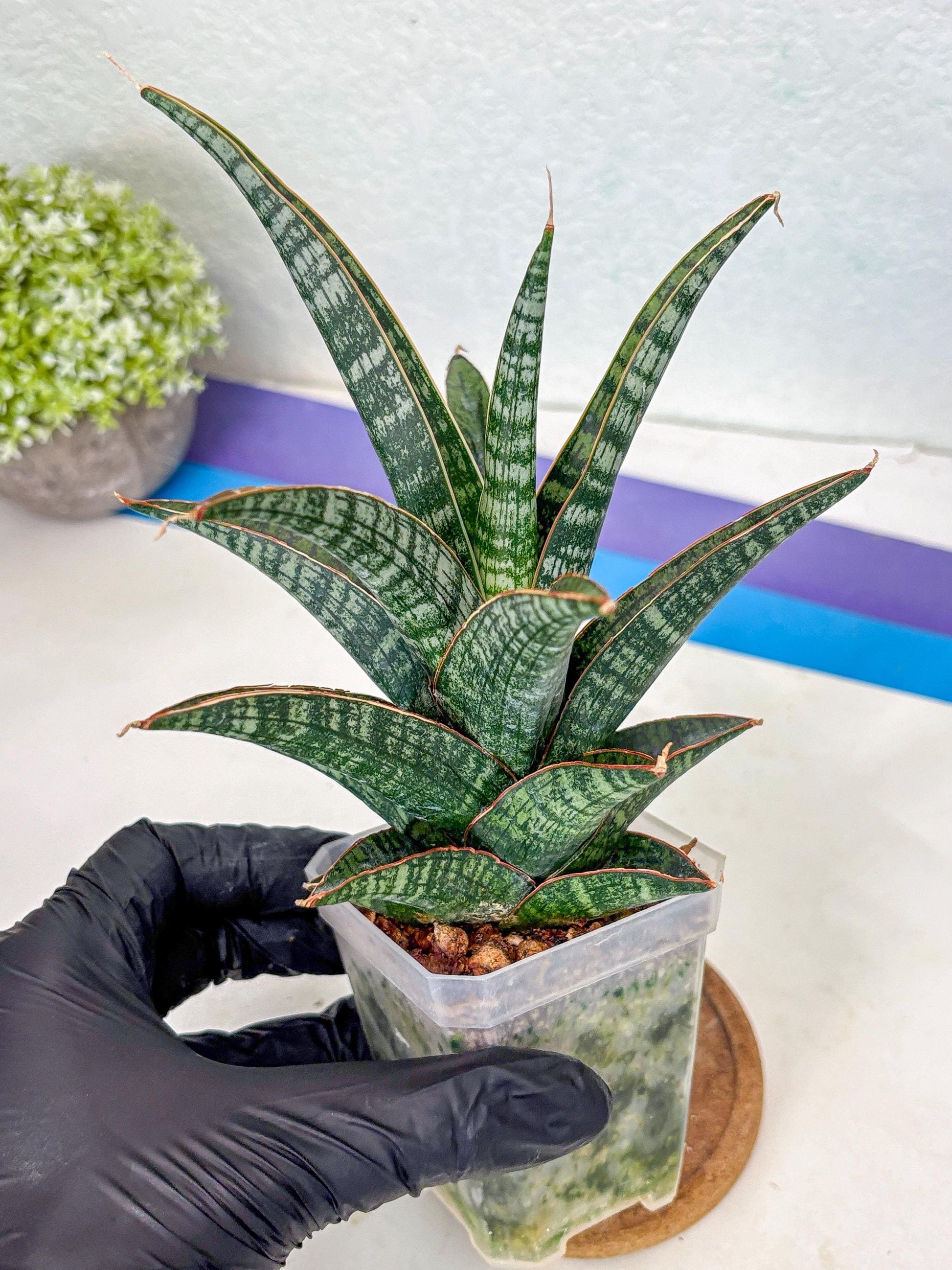Sansevieria Samosir (Ha1) (7) | Imported