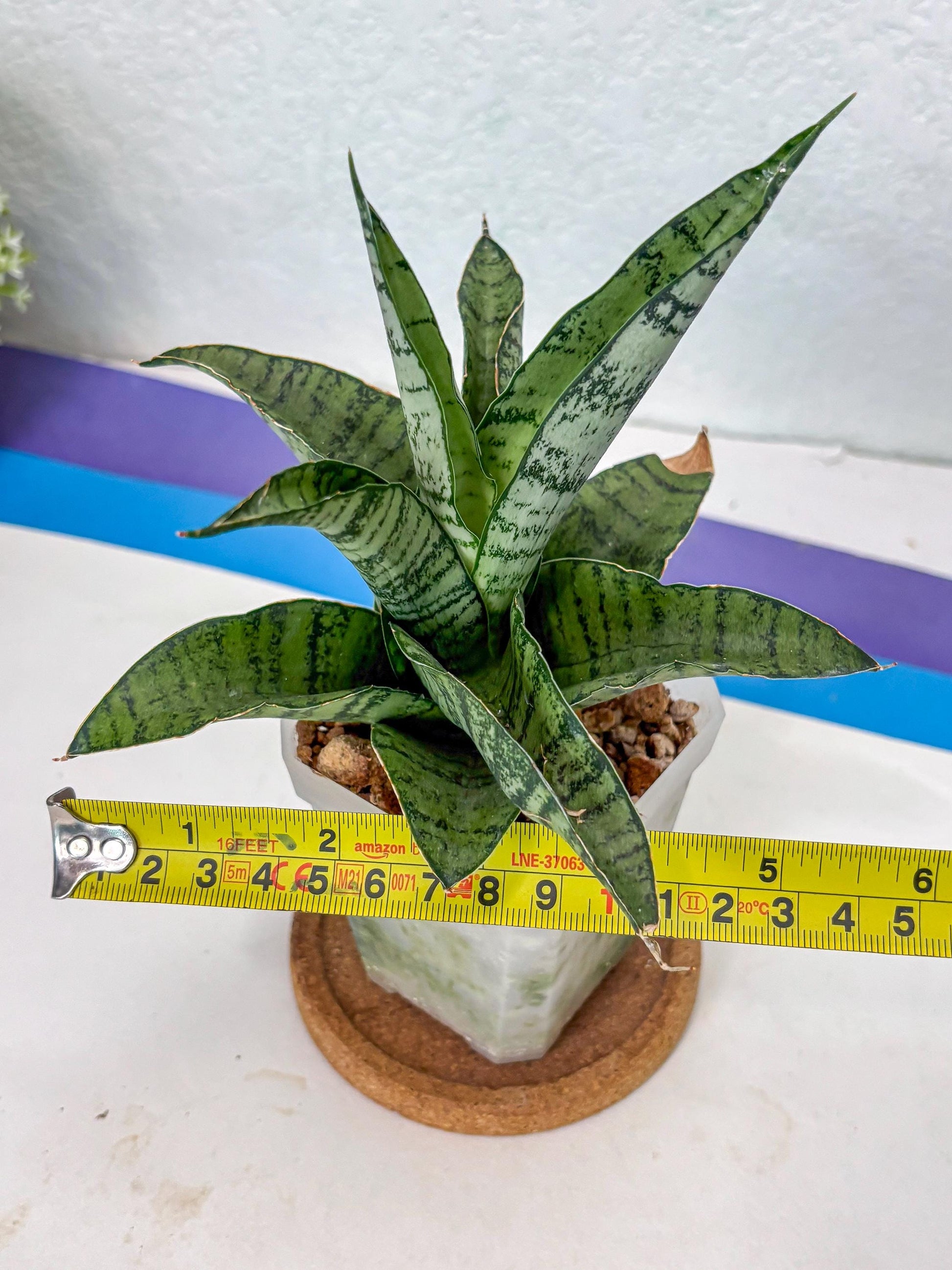 Sansevieria Gendut (Ha1) (1) | Imported