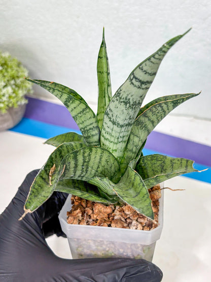 Sansevieria Gendut (Ha1) (1) | Imported