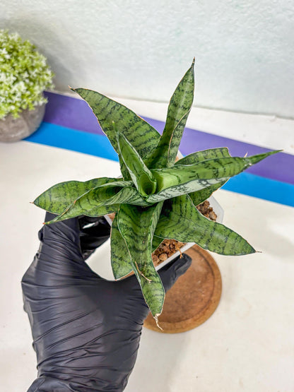 Sansevieria Gendut (Ha1) (1) | Imported