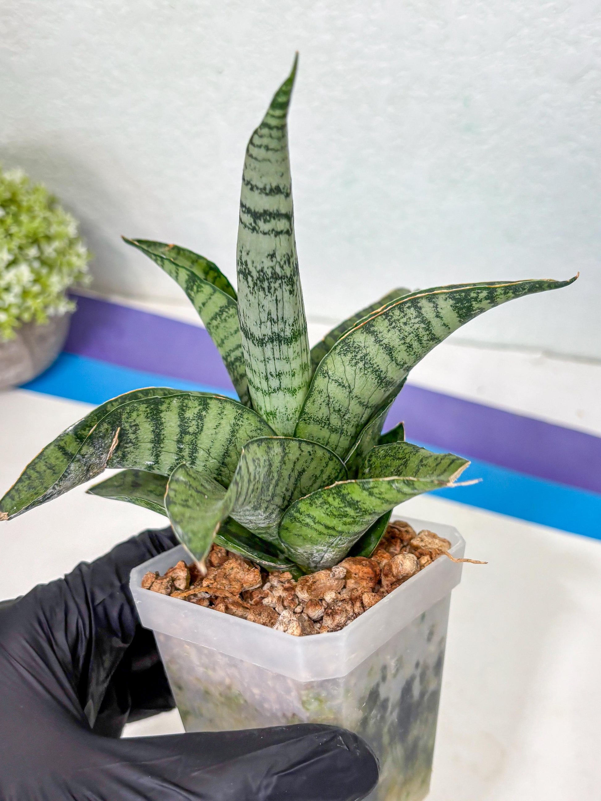 Sansevieria Gendut (Ha1) (1) | Imported